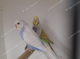 Baby Budgies / Cockatiels