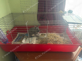 Netherland dwarf