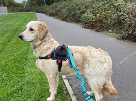 Miniature golden retrievers( Dakota sport retrievers)