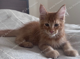 Maine coon kittens