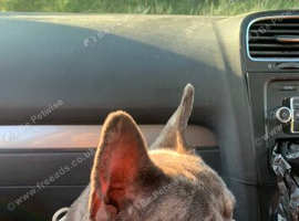 Beautiful French bulldog