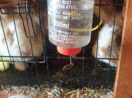 6   rabbits
