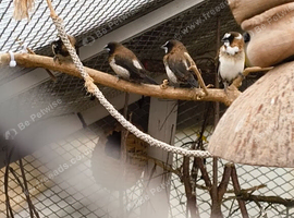 Society / Bengalese Finches 2026