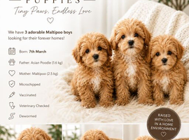 extra tiny Asian maltipoo puppies