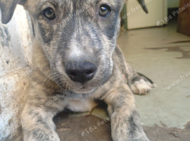 5 grey hound x husky pups