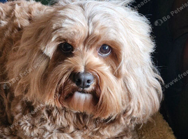 Beautiful female cavpoo.pet home only !