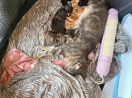 Tabby girl