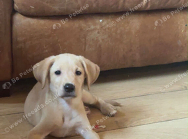 6 month old female puppy
