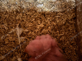 3 baby ringnecks for hand rearing