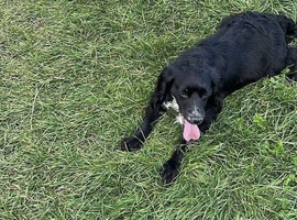 Sad sale of beautiful black cocker spaniel