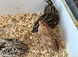2 weeks old quail chicks