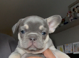 French Bulldog Puppies &ndash; Carefully Raised Family Litter