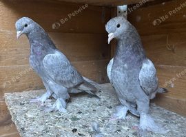 Turkish takala