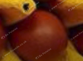 Pure-Breed Cuckoo Marans cockerels from Award-winning Show stock with Dark Brown Eggs