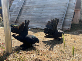 Indianfantail