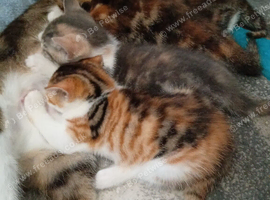 Kittens for sale