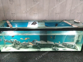 3x tanks and fromtosa also some mbuna