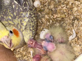 Proven pair of cockatiels