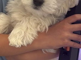 Maltese