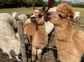Alpacas