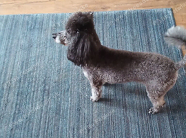 Toy Poodle for sale