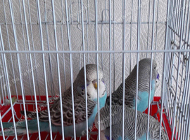 3 young budgies
