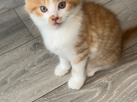 Kittens for sale