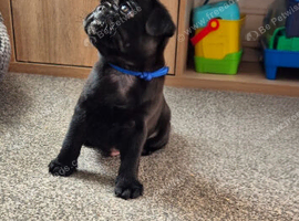 Pug puppies