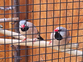 Pair of Hecks
