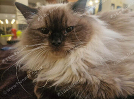 Female Ragdoll