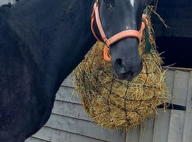 !WANTED! Pony/horse