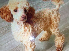 Miniature cockapoo X toy poodle