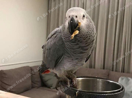 Tame African grey Glasgow