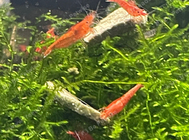 Neocardina shrimps