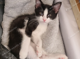 Ragdoll mix kitten