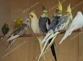 Variety of cockatiels
