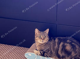 Four year old female cat needs a forever home