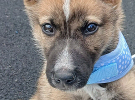 Shepsky