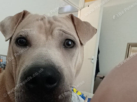 Staffy x shar-pei