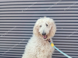 Standard poodle for sale female