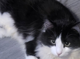 Main coon crossed BLH