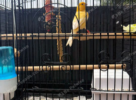 Male singer and cage