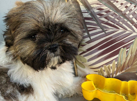 Stunning Shihtz