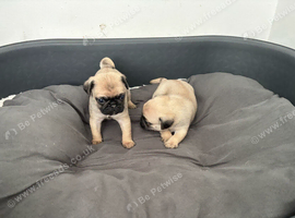 Two Pug Puppys For Sale