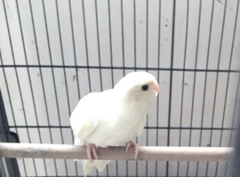 Cream Kakariki