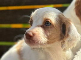 Cocker spaniel pups both vaccinations