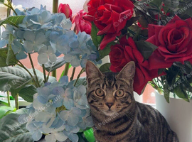 Beautiful Tabby Sisters Seeking Forever Homes