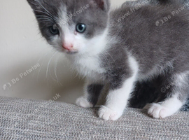 Adorable kittens