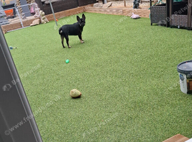 6 month puppy for sale