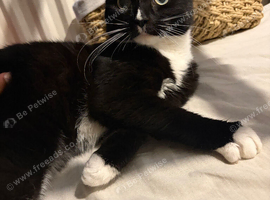 Cat for sale